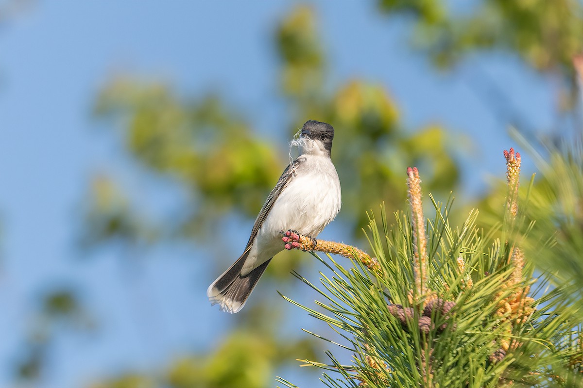 Eastern Kingbird - ML572601711