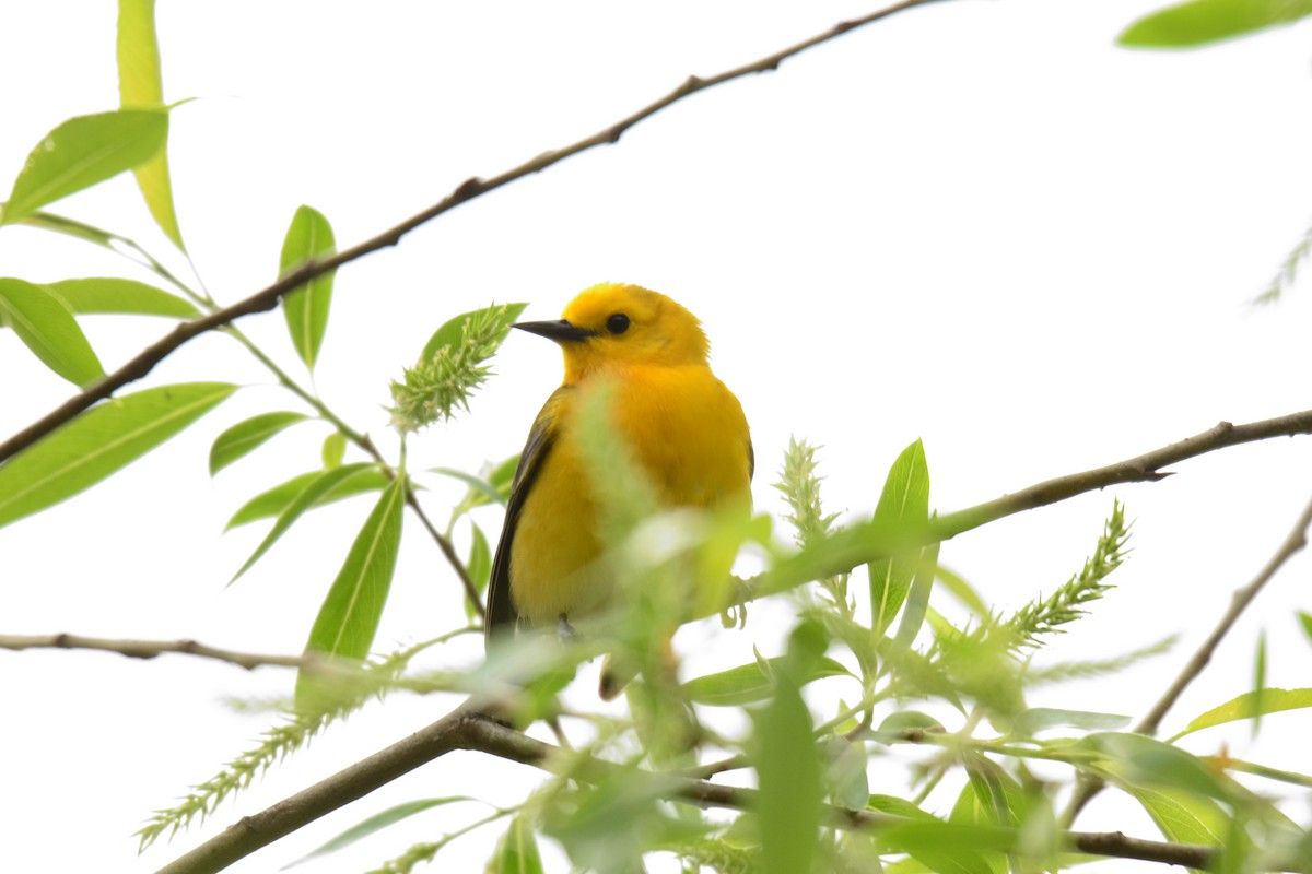 Prothonotary Warbler - ML572602141