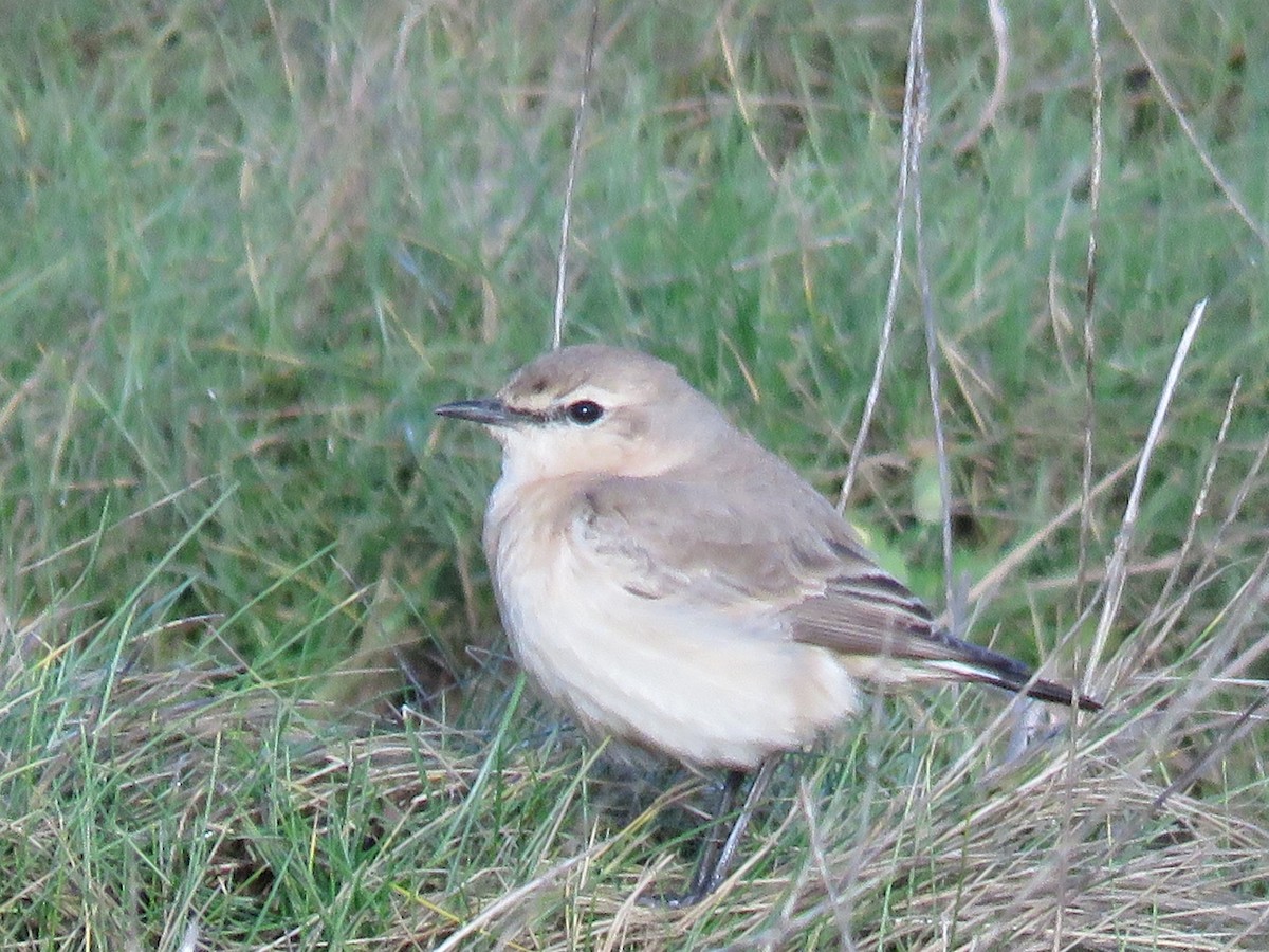 Isabelline Wheatear - ML572603121