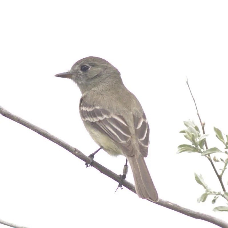 Empidonax sp. - ML572603241