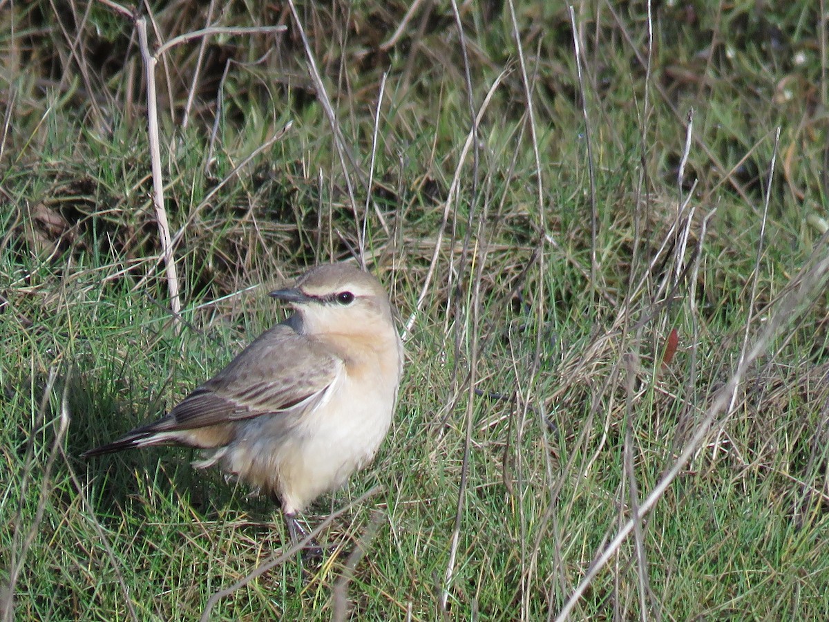 Isabelline Wheatear - Garry Hayman