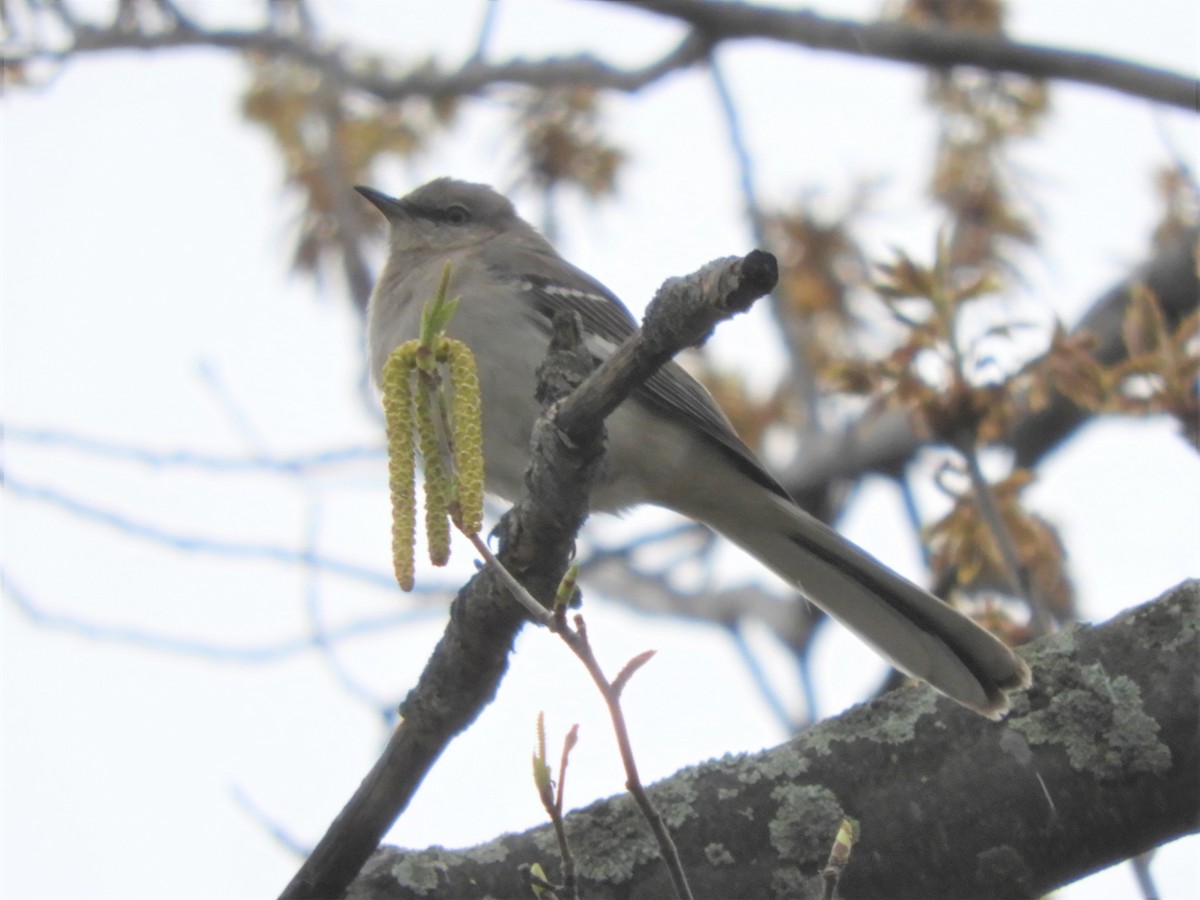 Northern Mockingbird - ML572604571