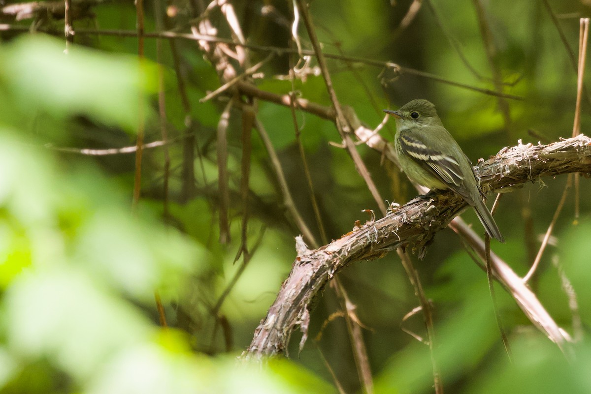 Acadian Flycatcher - ML572604831