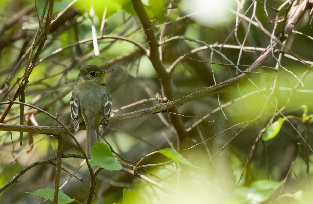 Acadian Flycatcher - ML572604851