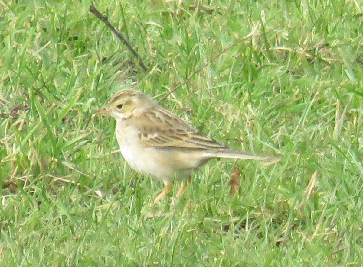 Richard's Pipit - ML572605171