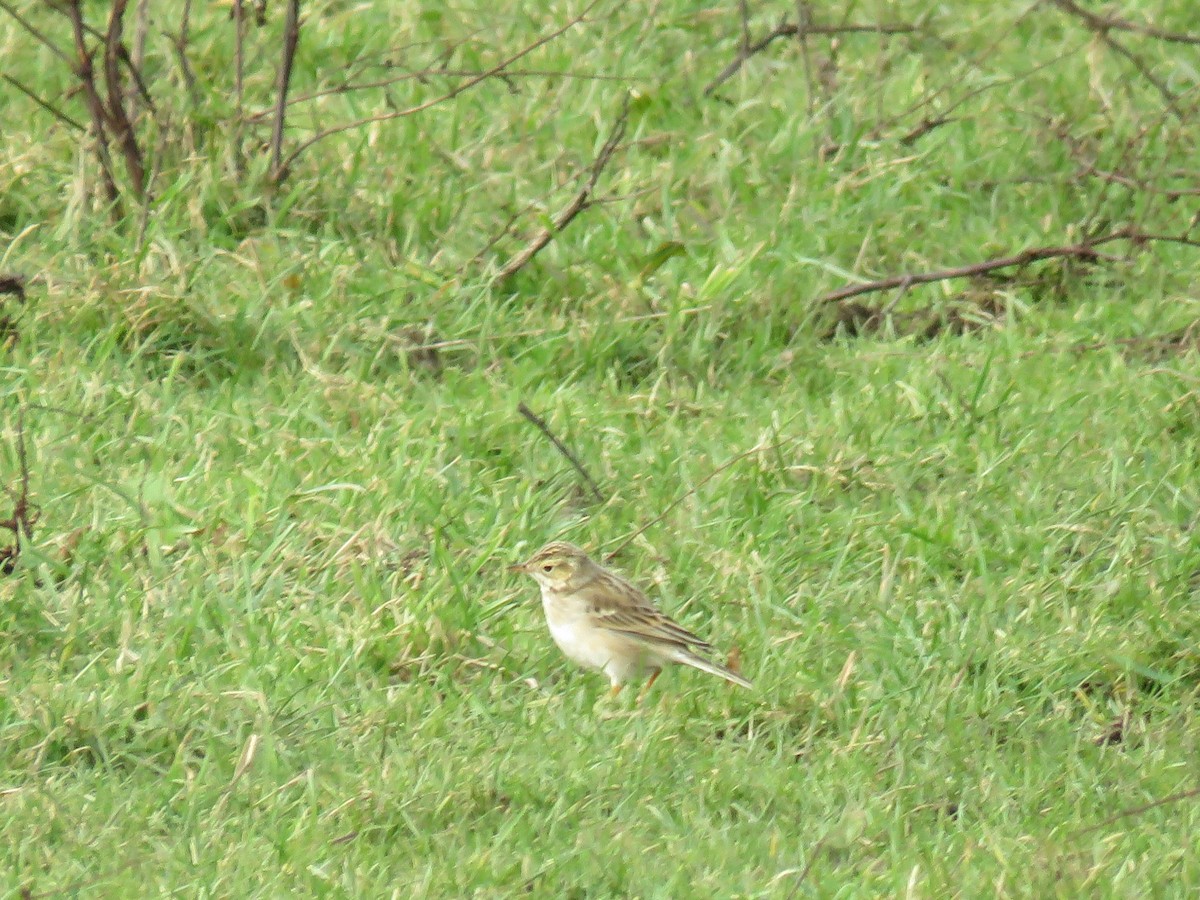 Richard's Pipit - Garry Hayman