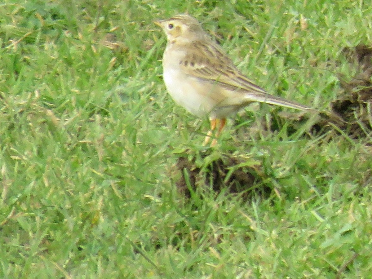 Richard's Pipit - Garry Hayman