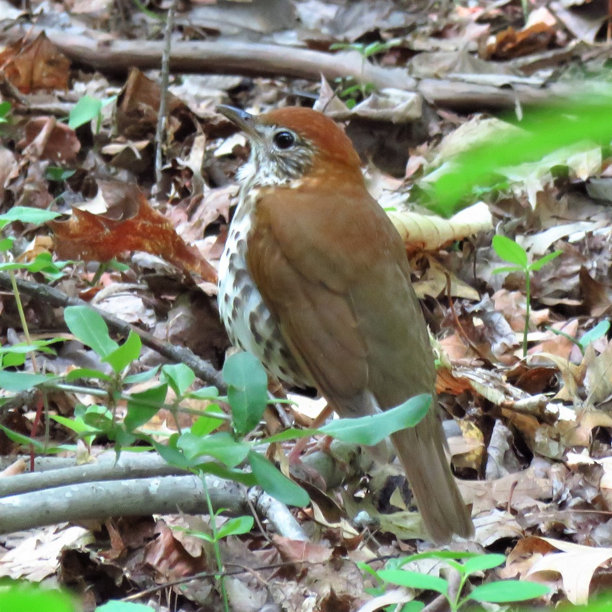 Wood Thrush - ML572606241