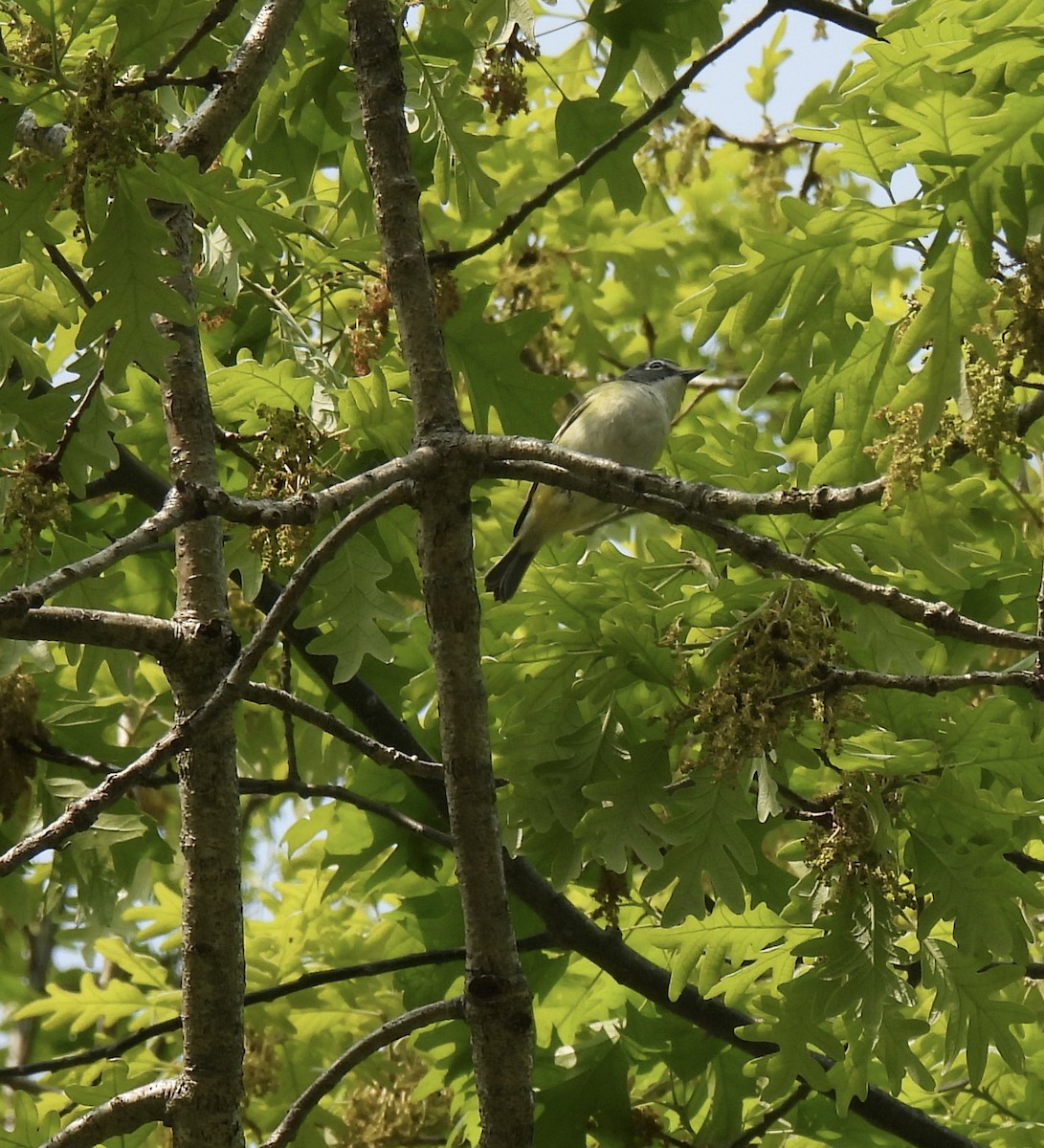 Mavi Başlı Vireo - ML572606571