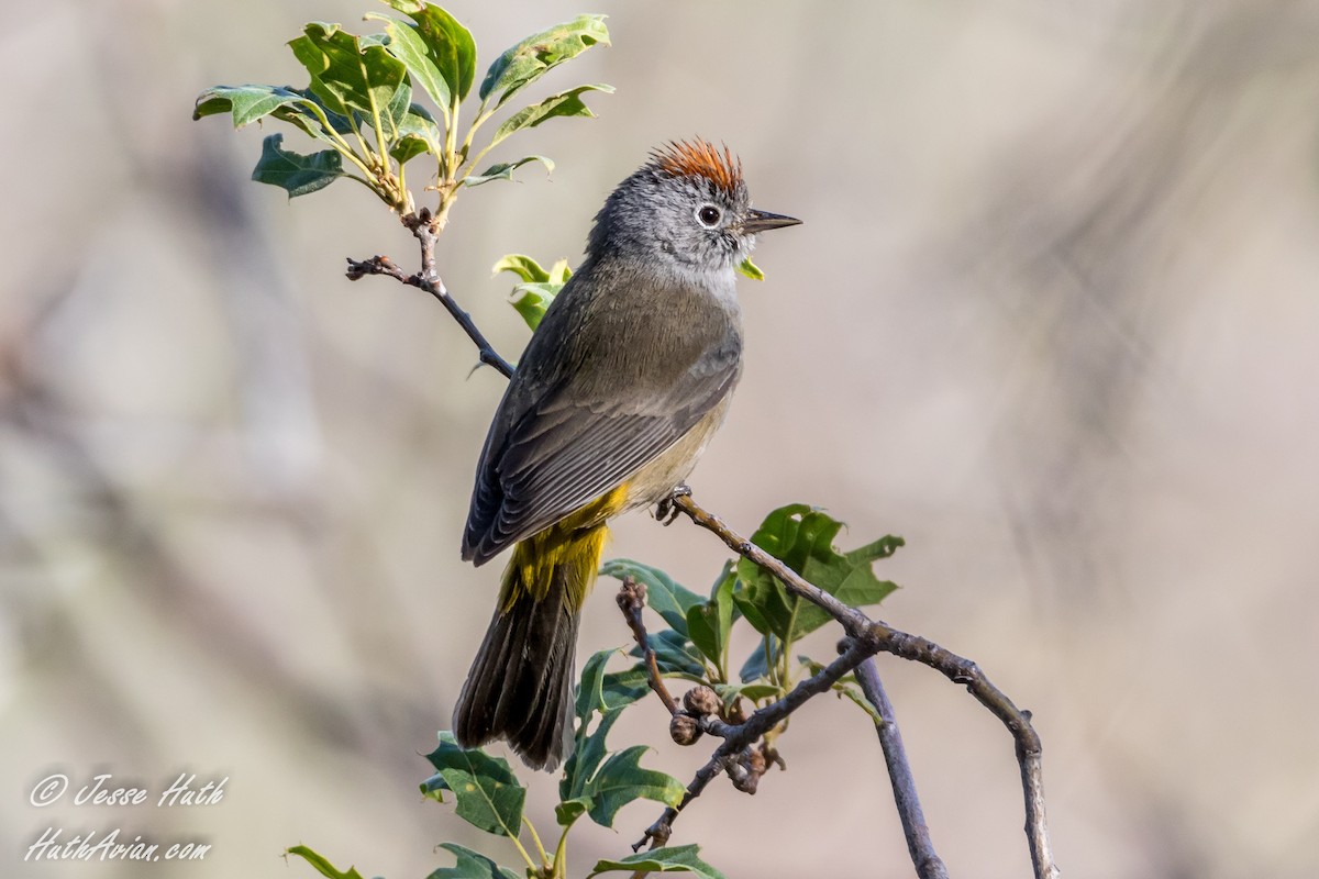 Colima Warbler - ML57260691