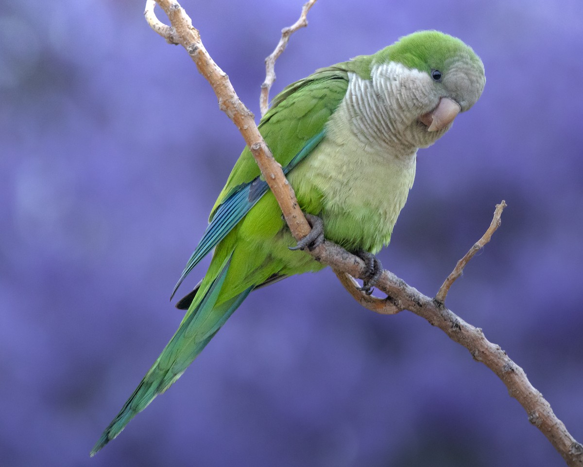 Monk Parakeet - Grace Broderick