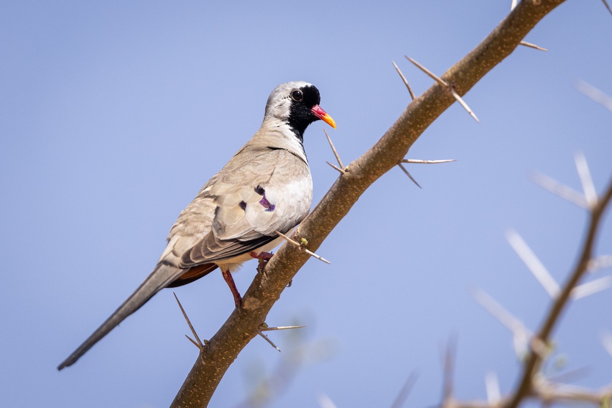 Namaqua Dove - ML572608431