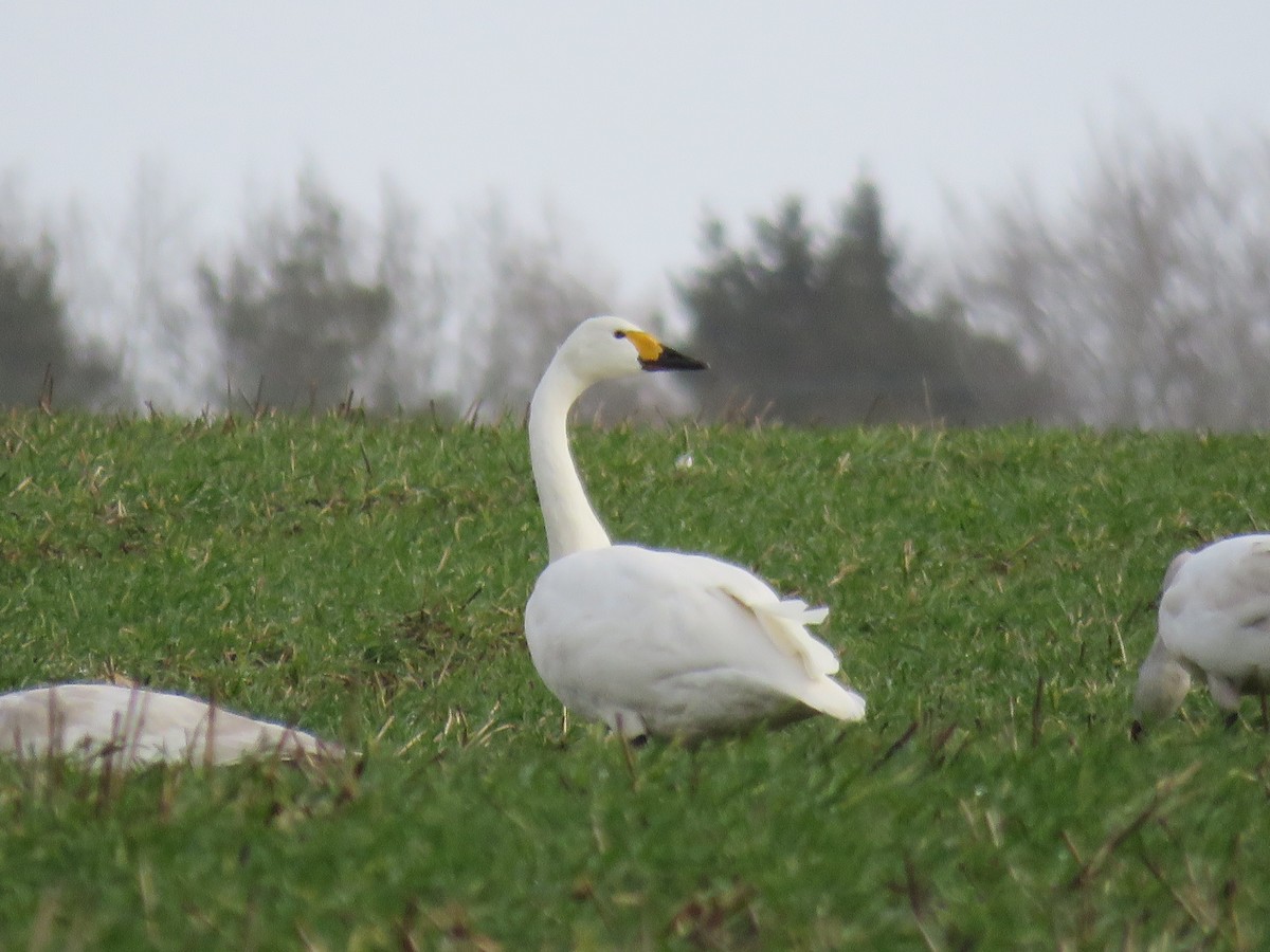 Tundra Swan - Garry Hayman