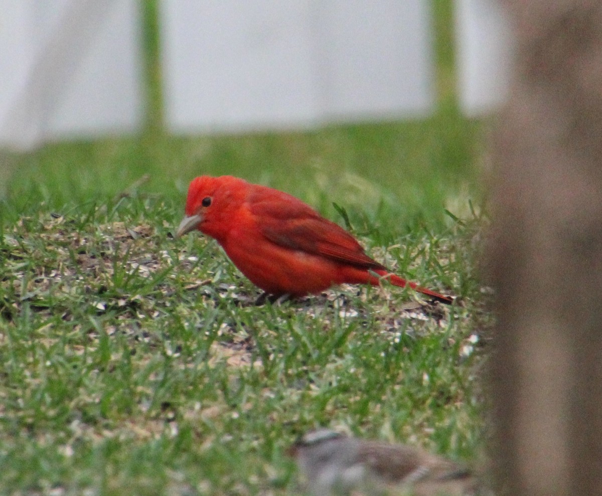 Summer Tanager - ML572609031