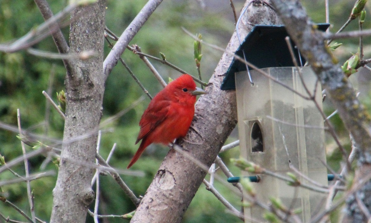 Summer Tanager - Caroline Gagnon