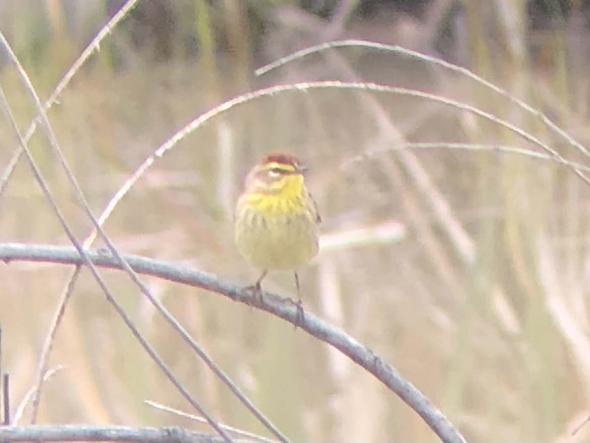 Palm Warbler - ML572609201