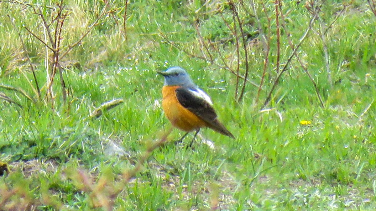 Rufous-tailed Rock-Thrush - ML572609631