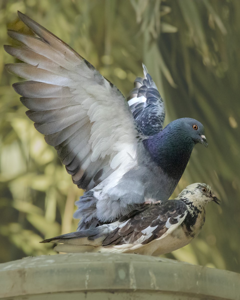 Rock Pigeon (Feral Pigeon) - ML572609831