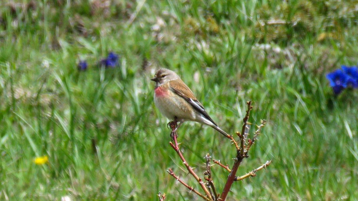 Eurasian Linnet - ML572610101