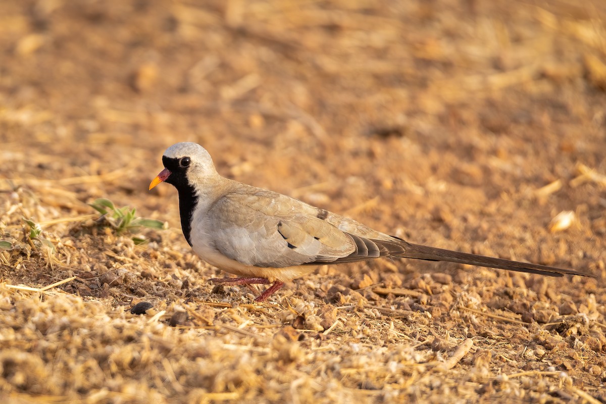 Namaqua Dove - Carolien Hoek