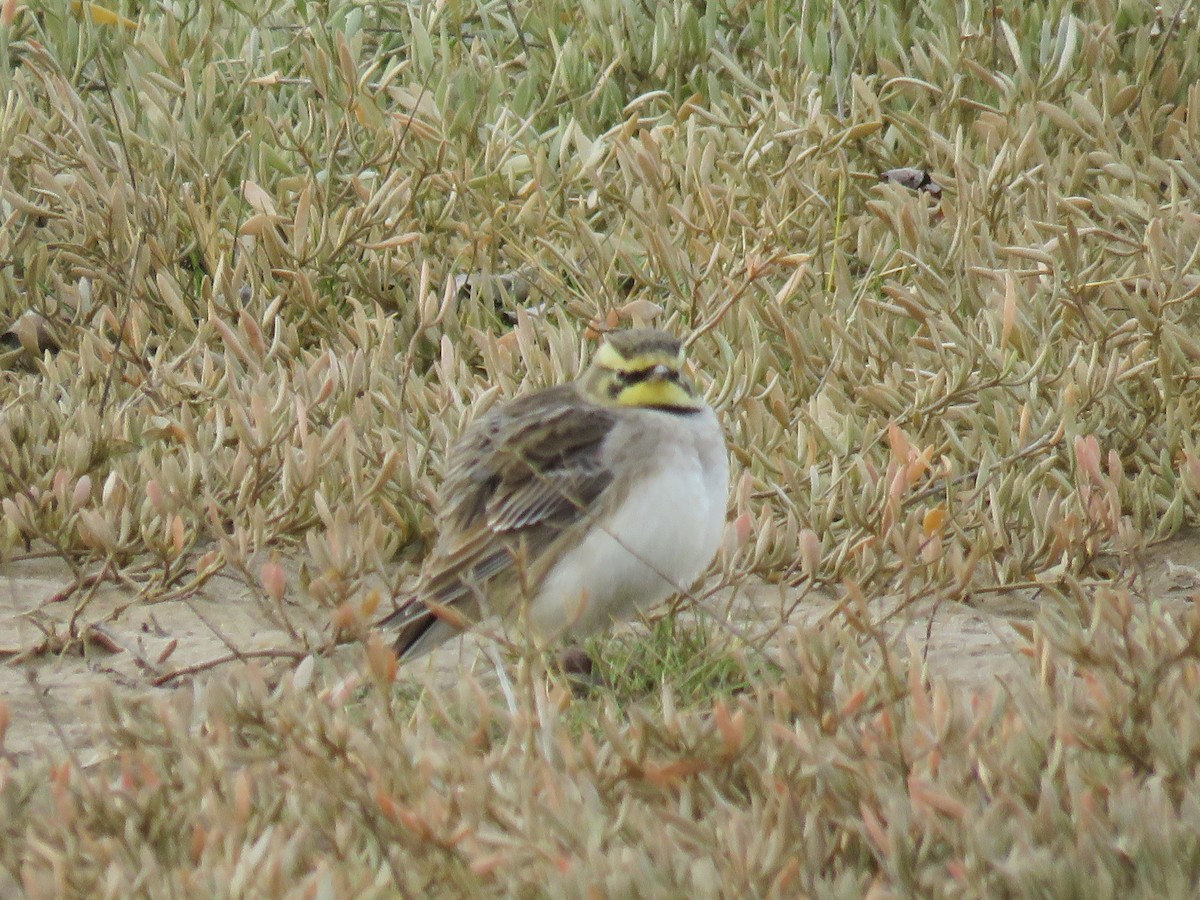 Horned Lark - Garry Hayman