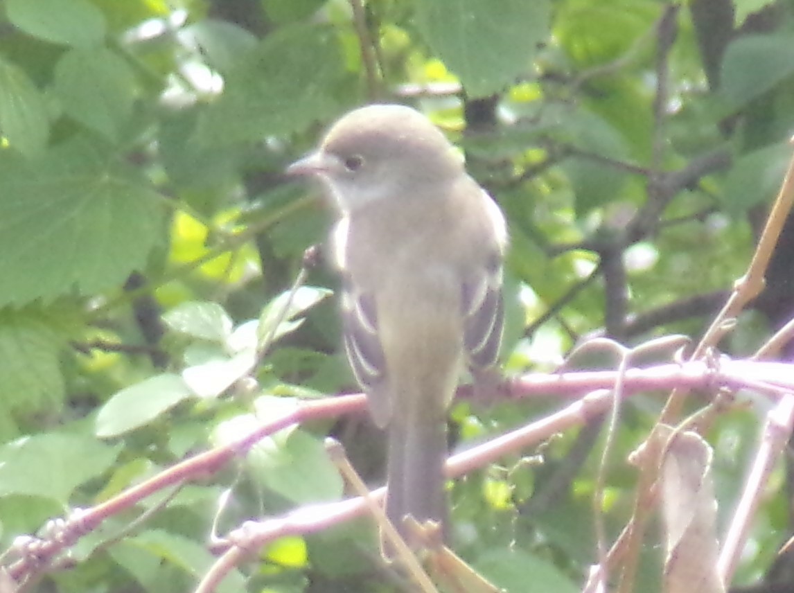 Least Flycatcher - ML572612391
