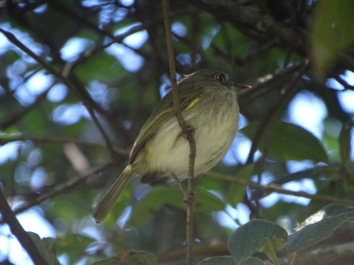 Pearly-vented Tody-Tyrant - Mirian Del Río