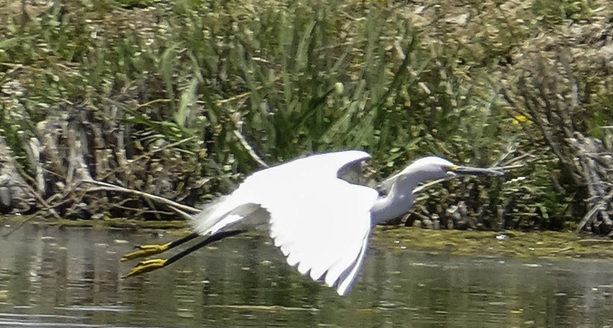 Snowy Egret - John Lay