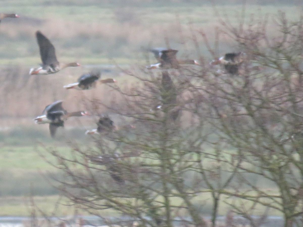 Greater White-fronted Goose - Garry Hayman