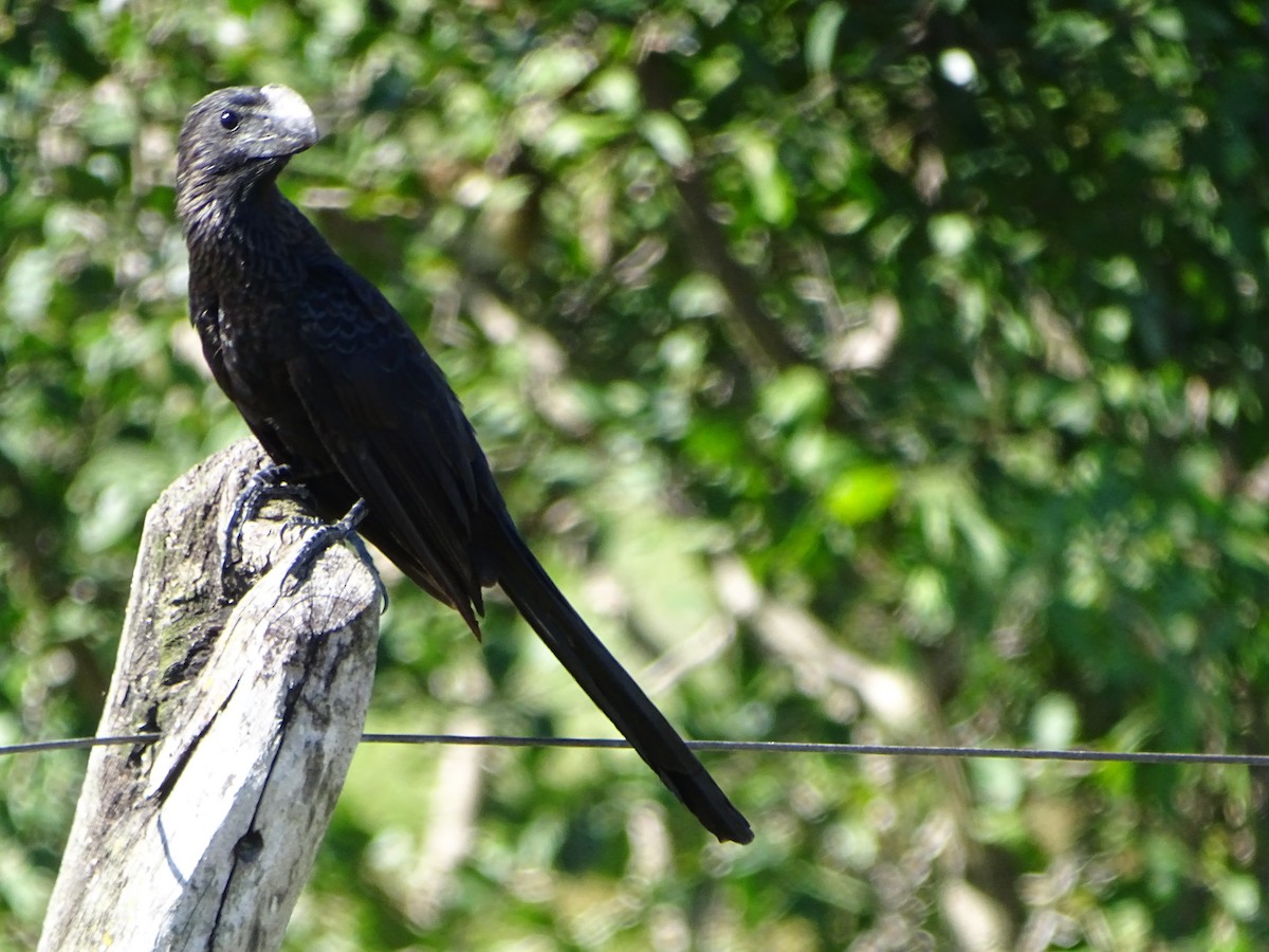 Smooth-billed Ani - ML572613901