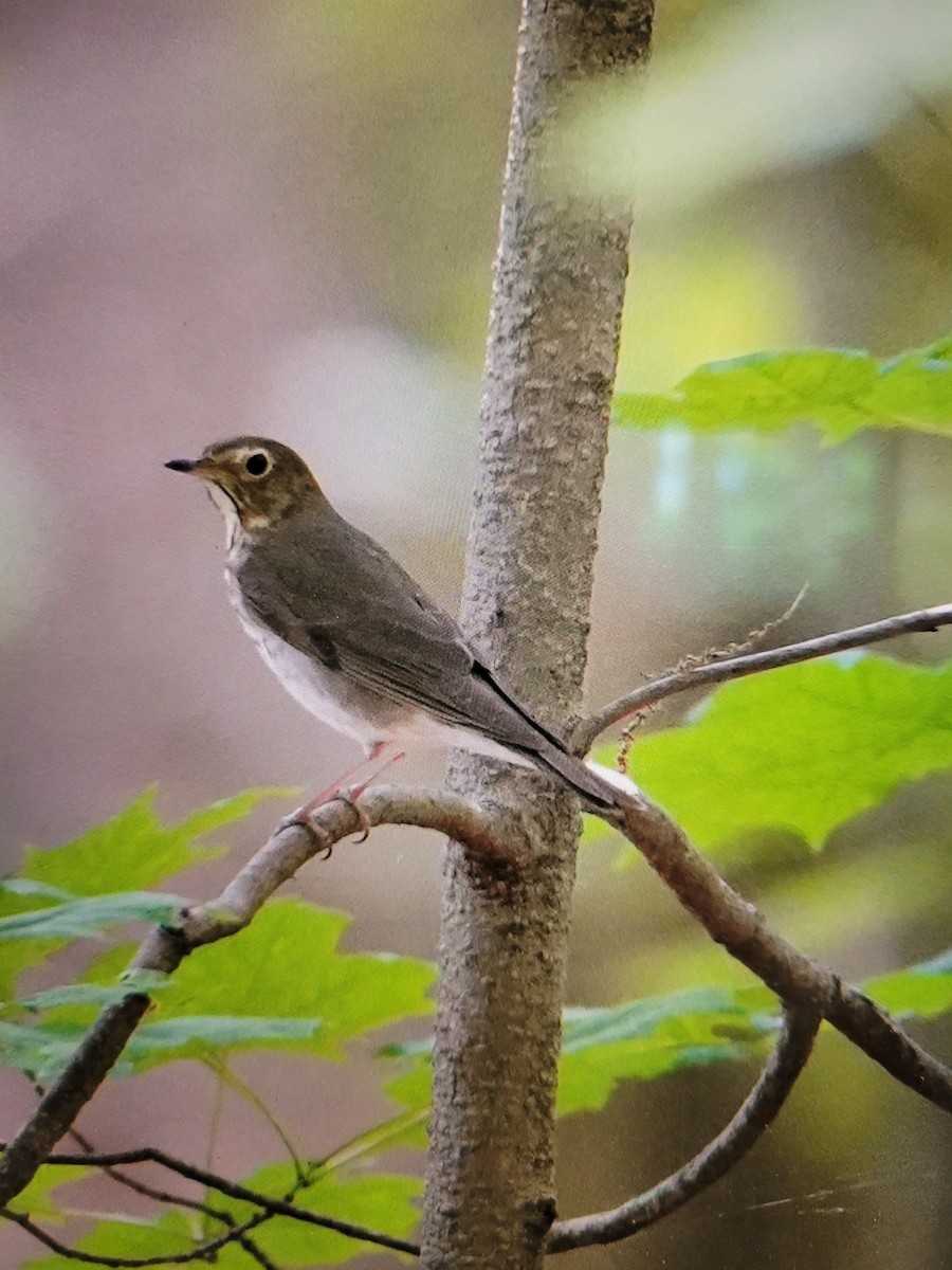 Swainson's Thrush - ML572614271
