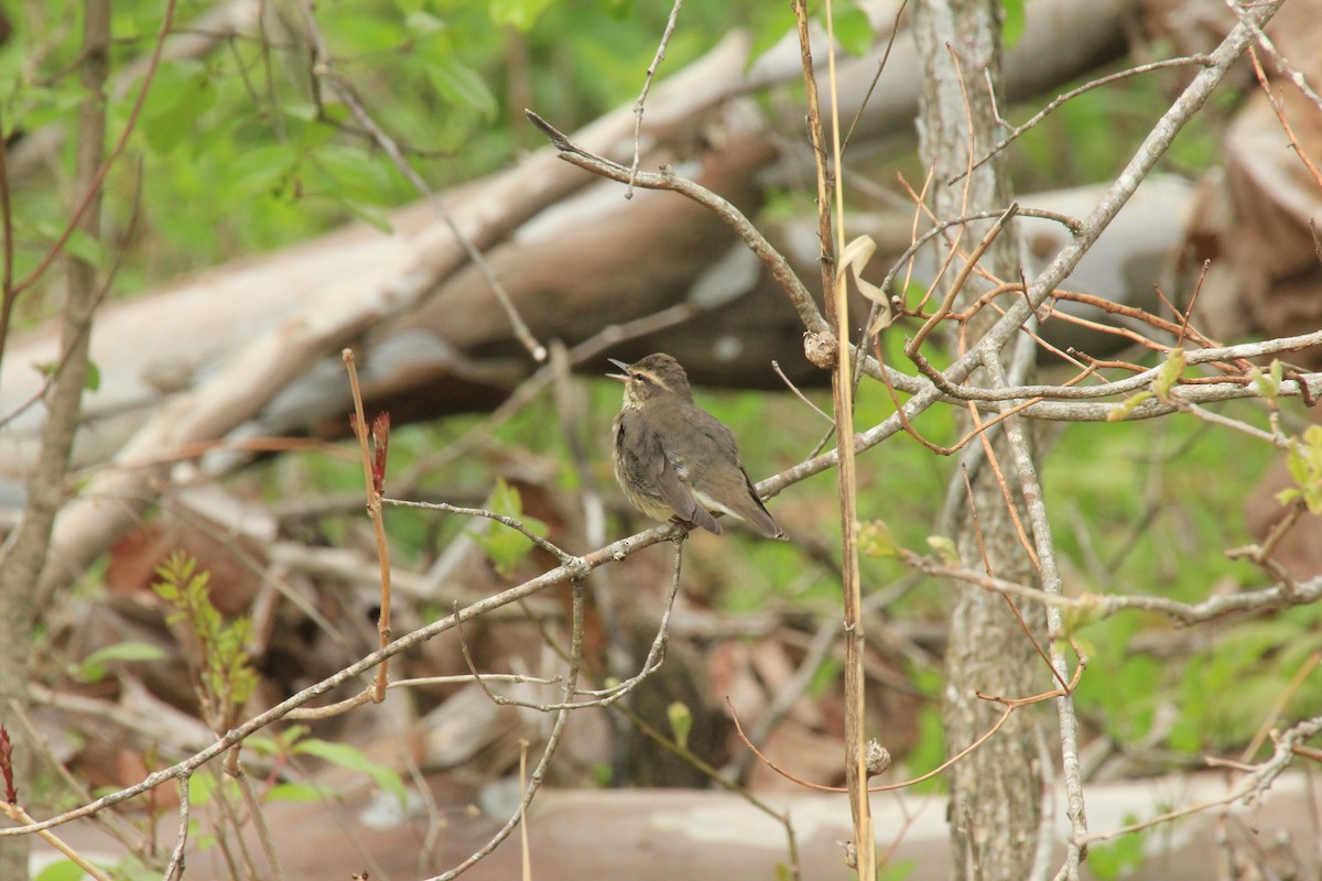 Northern Waterthrush - ML572614581