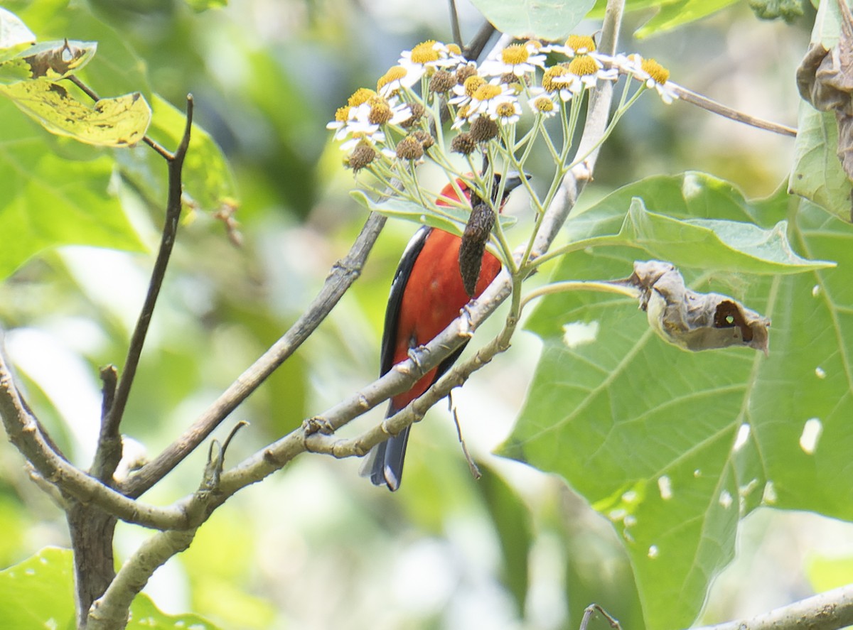 White-winged Tanager - ML572616151