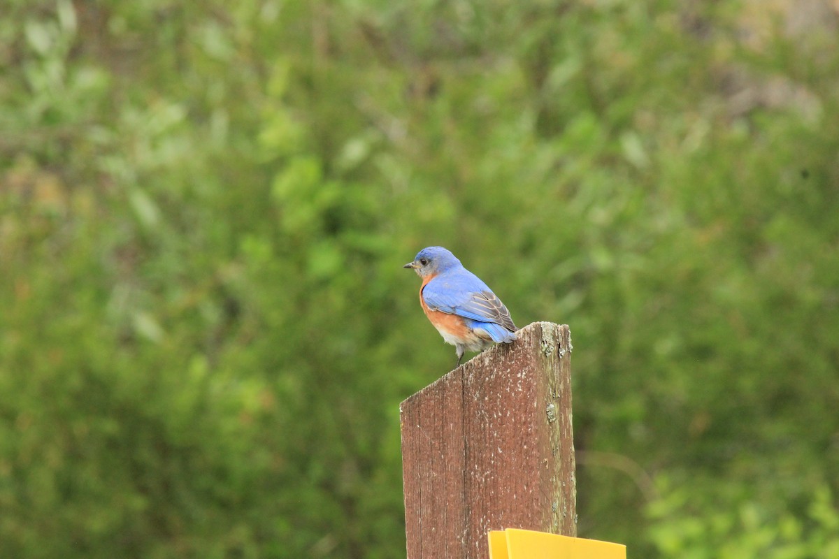 Eastern Bluebird - ML572616211