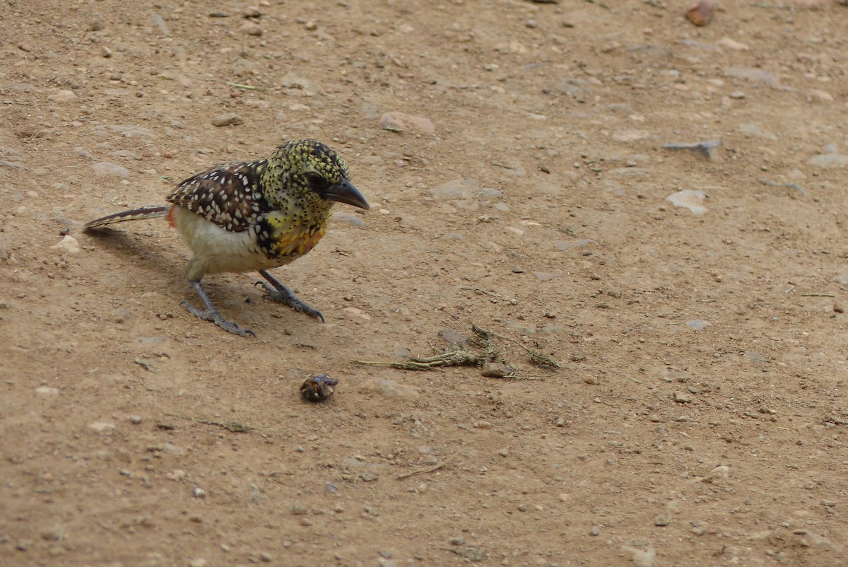 D'Arnaud's Barbet (Usambiro) - ML572616321