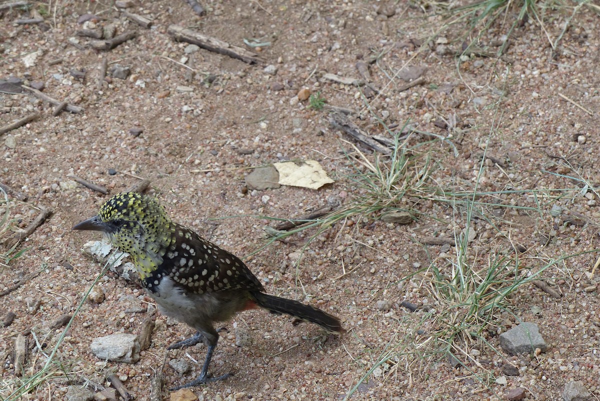 D'Arnaud's Barbet (Usambiro) - ML572616331