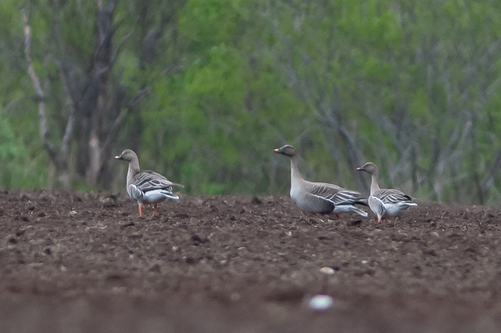 Tundra Bean-Goose - ML572616421