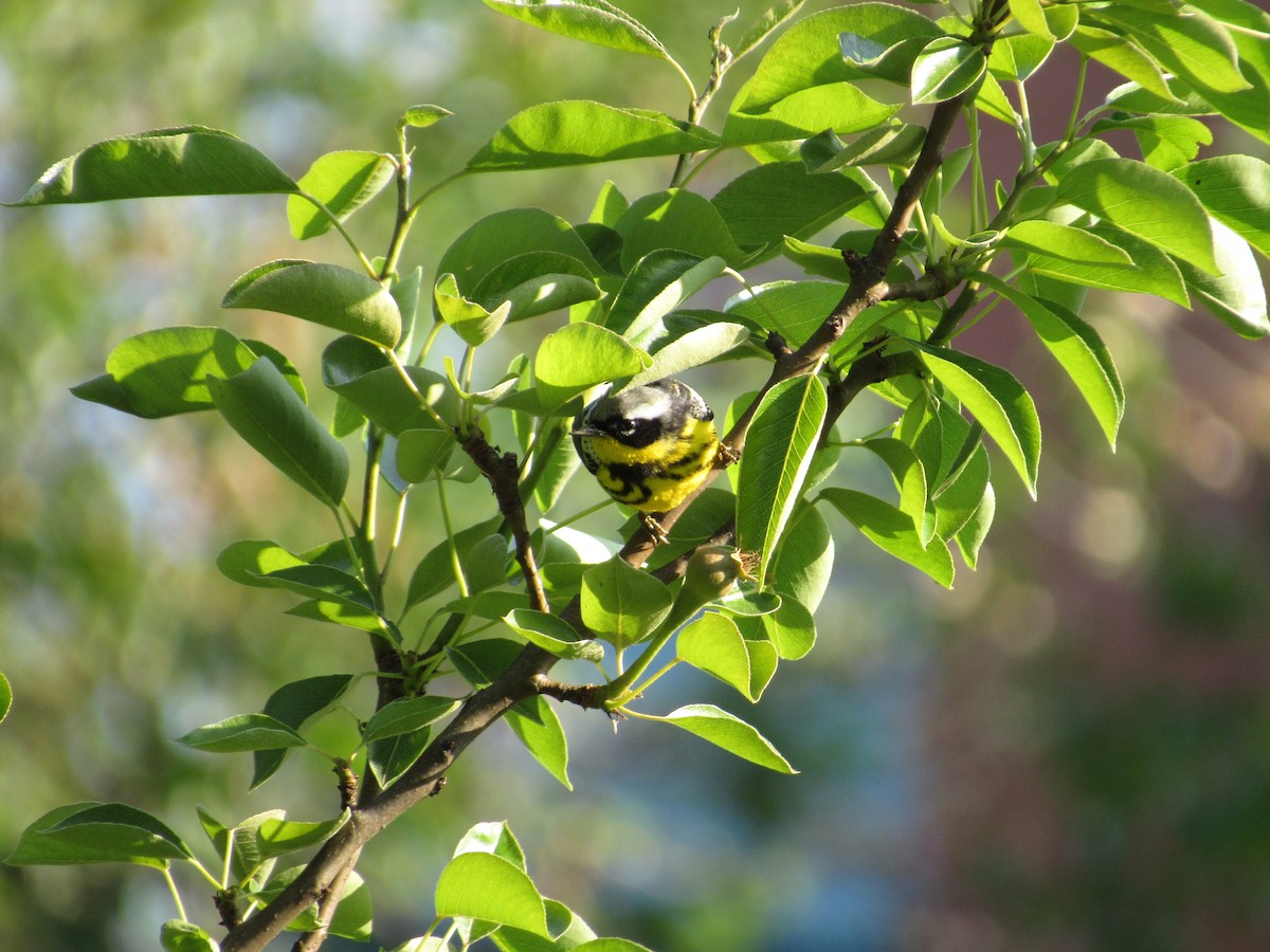 Magnolia Warbler - ML572616451