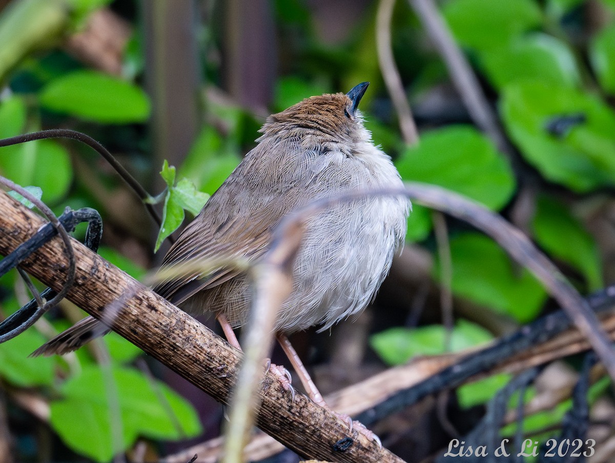 Chubb's Cisticola - ML572616531