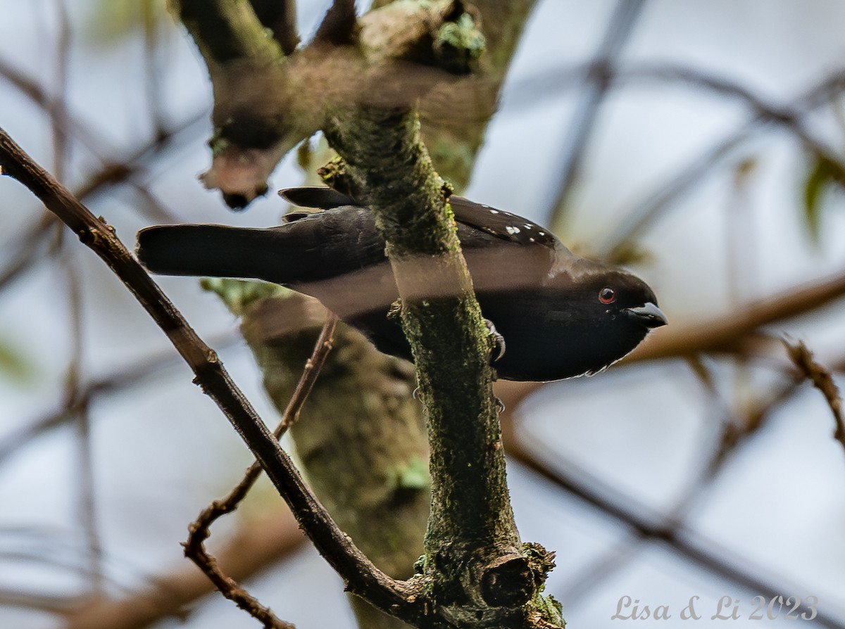 Gray-headed Nigrita - ML572616781