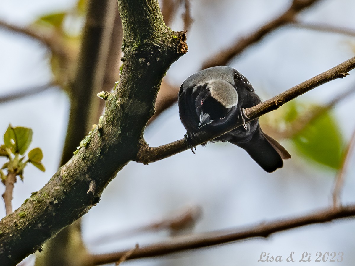 Gray-headed Nigrita - ML572616791