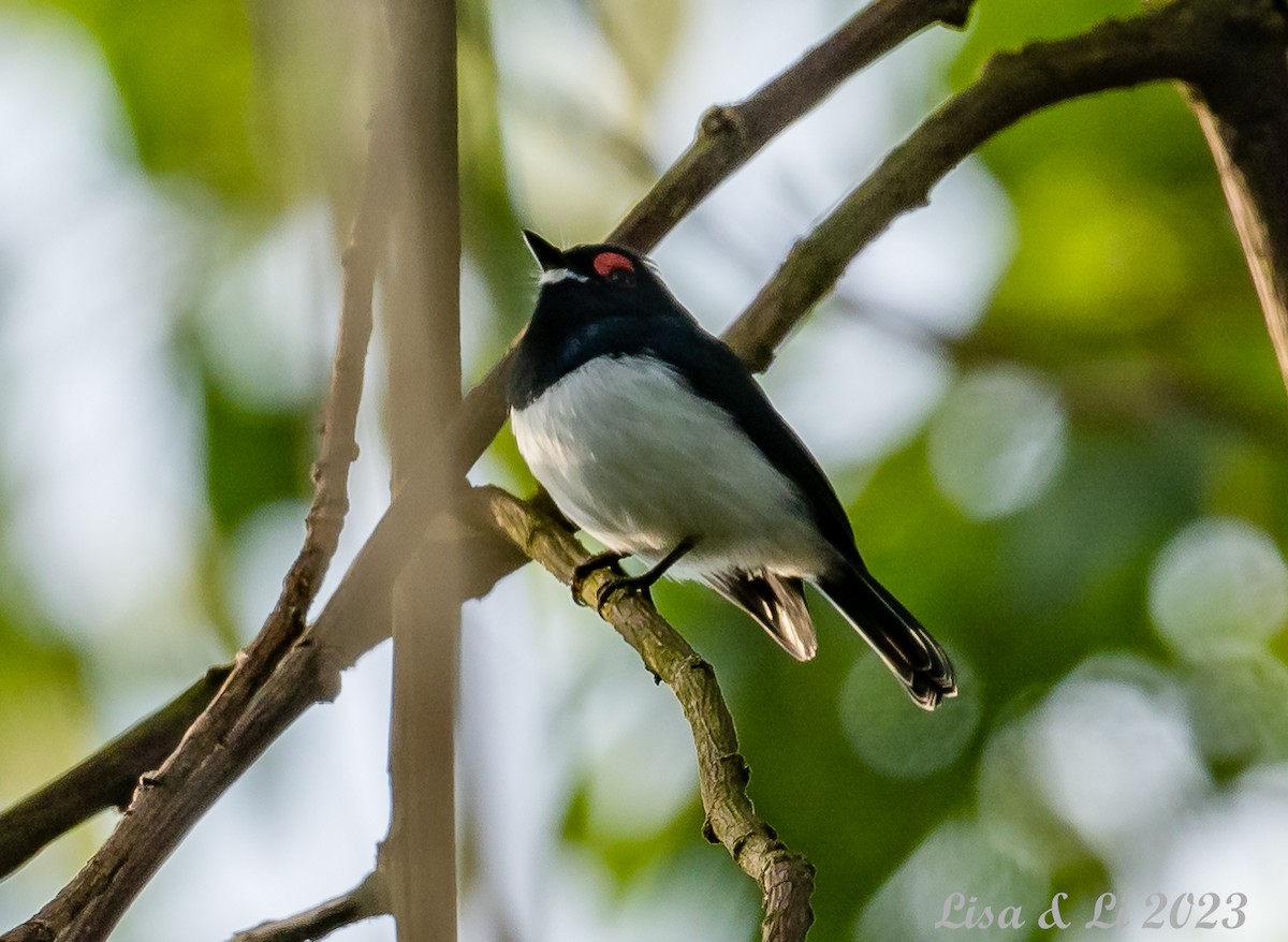 Black-throated Wattle-eye - Lisa & Li Li