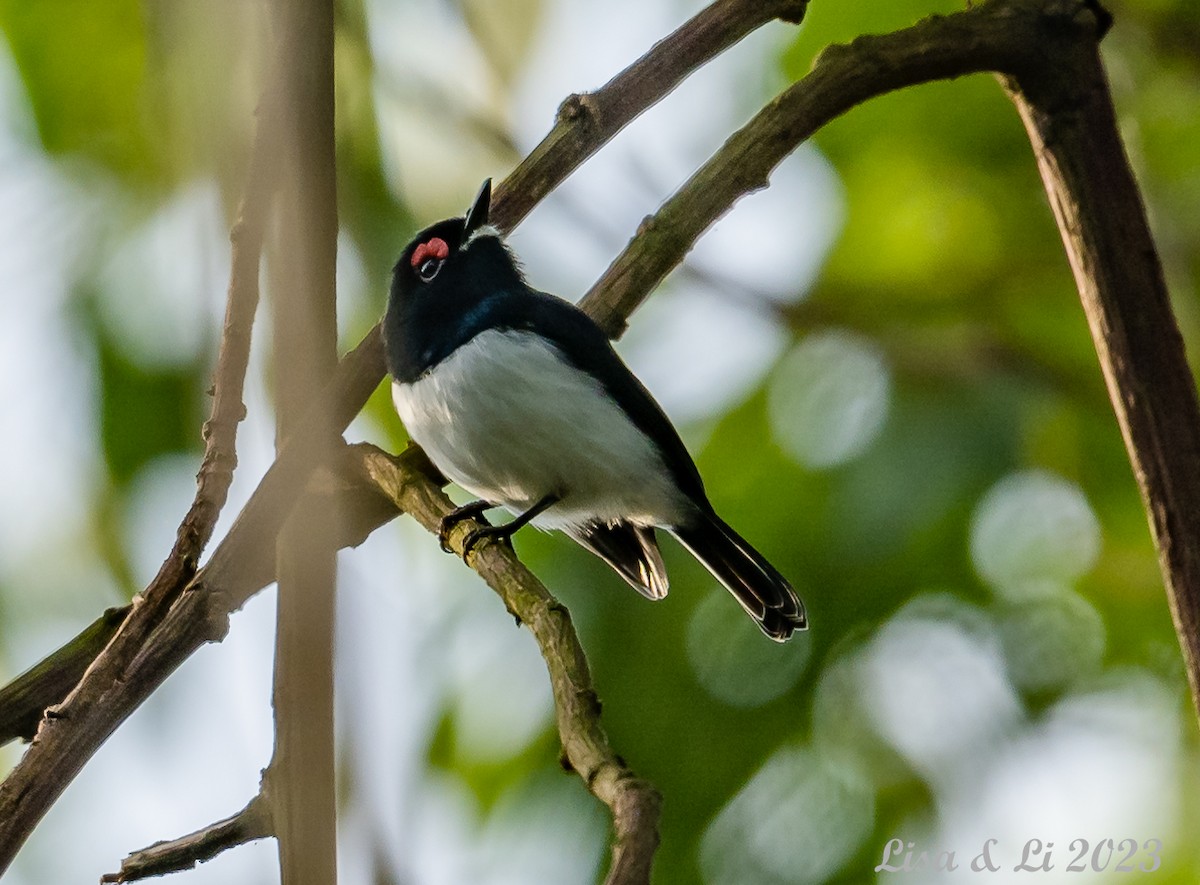 Black-throated Wattle-eye - ML572617101