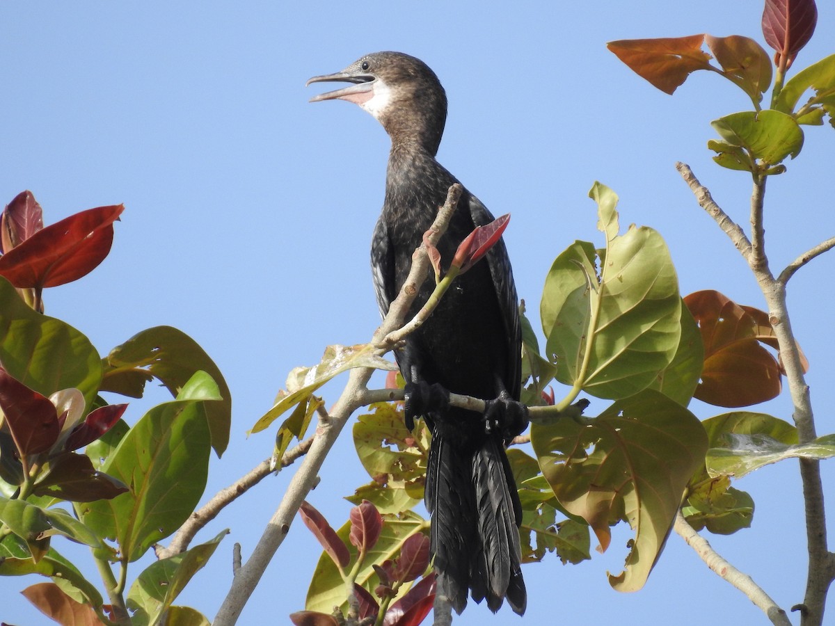 Little Cormorant - DIVYA SINGHAL