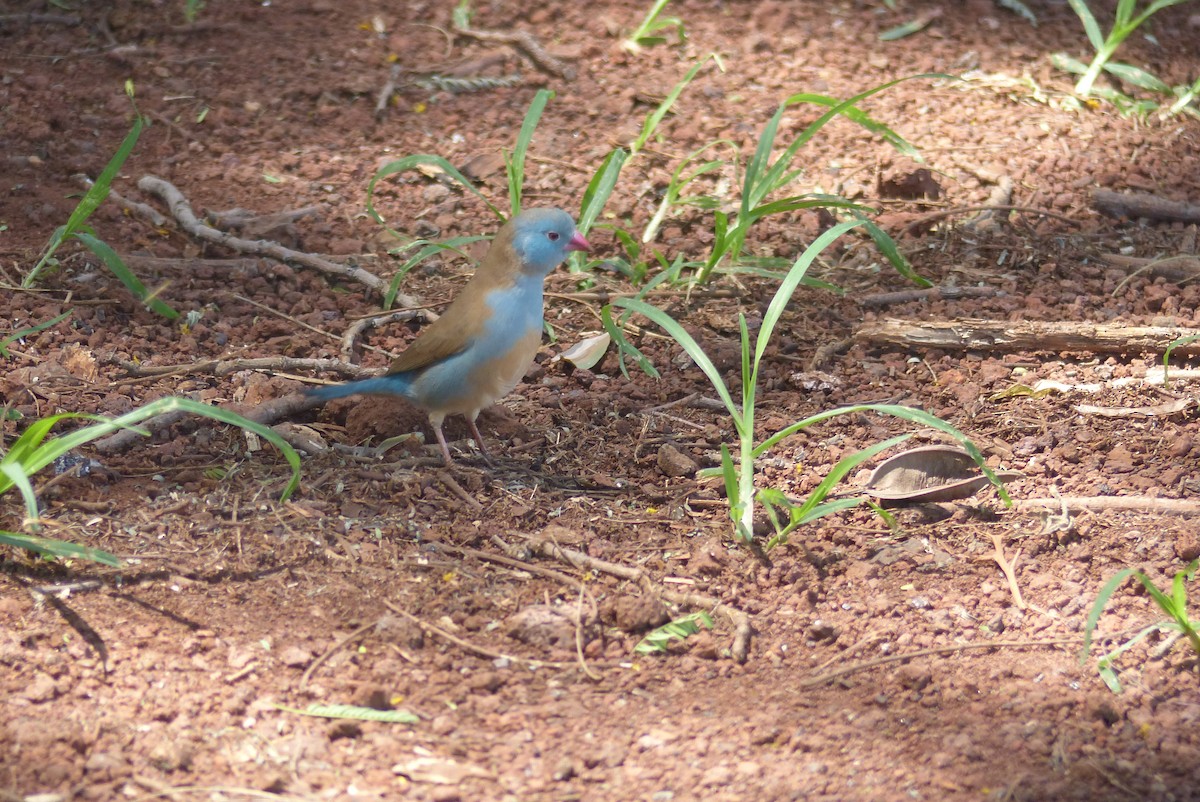 Blue-capped Cordonbleu - ML572618431