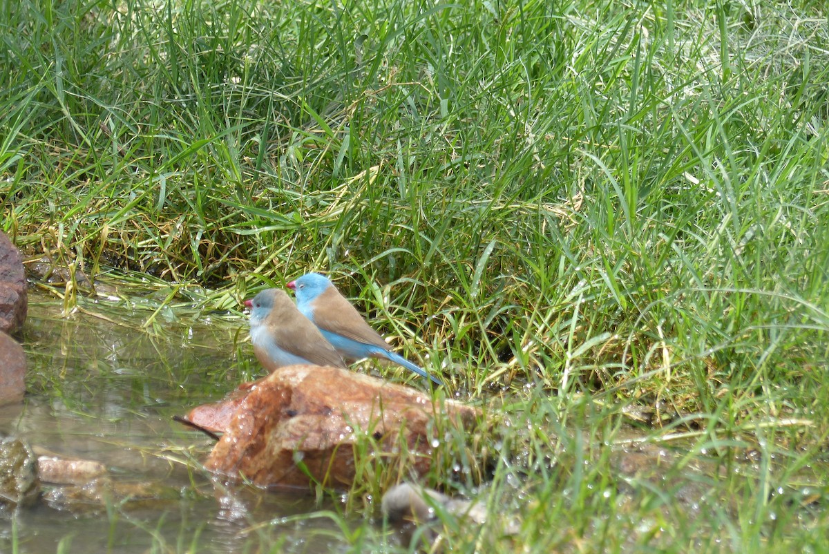 Blue-capped Cordonbleu - Nicolas Detriche