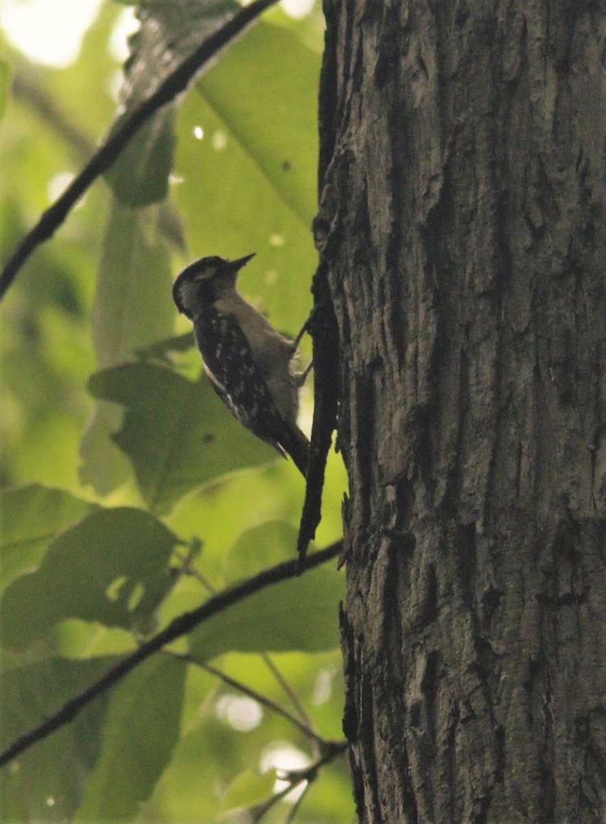 Downy Woodpecker - ML572619211
