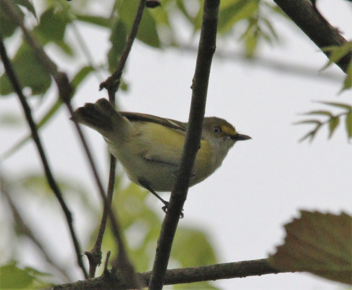 White-eyed Vireo - ML572619411