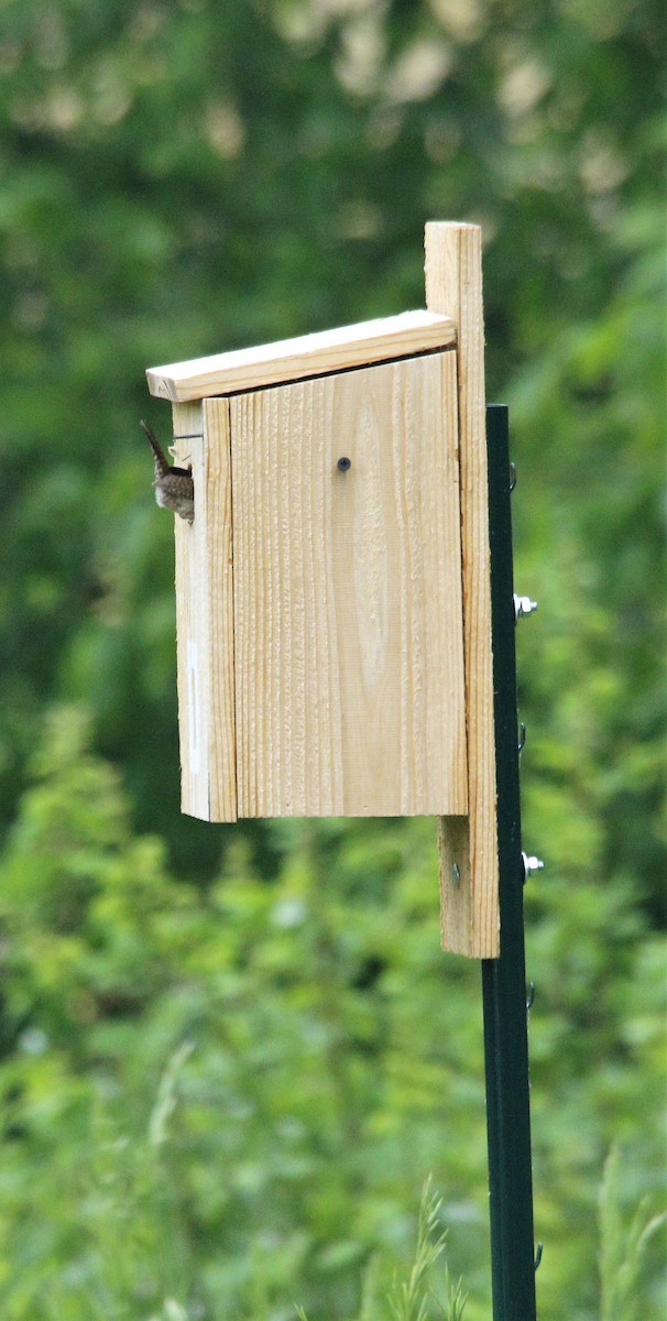 House Wren - ML572619791