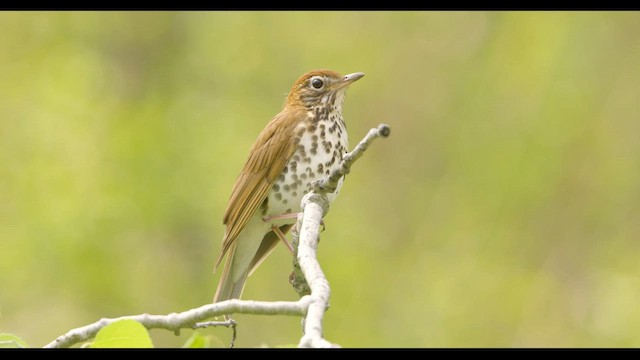 Дрізд лісовий - ML572619851